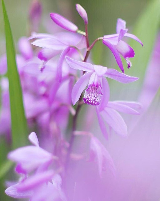 シラン（紫蘭） 　園芸植物として広く栽培されていますが、元は日当たりの良い湿性斜面に生える野生種です。現在では、野生種が見られる場所が限られてしまったのが残念です。