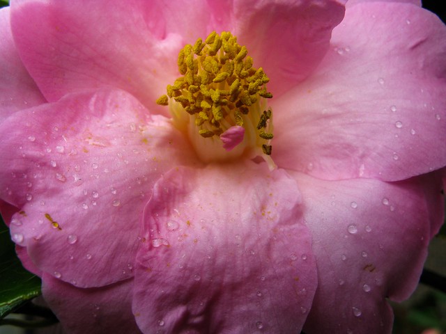 Inside a Camellia