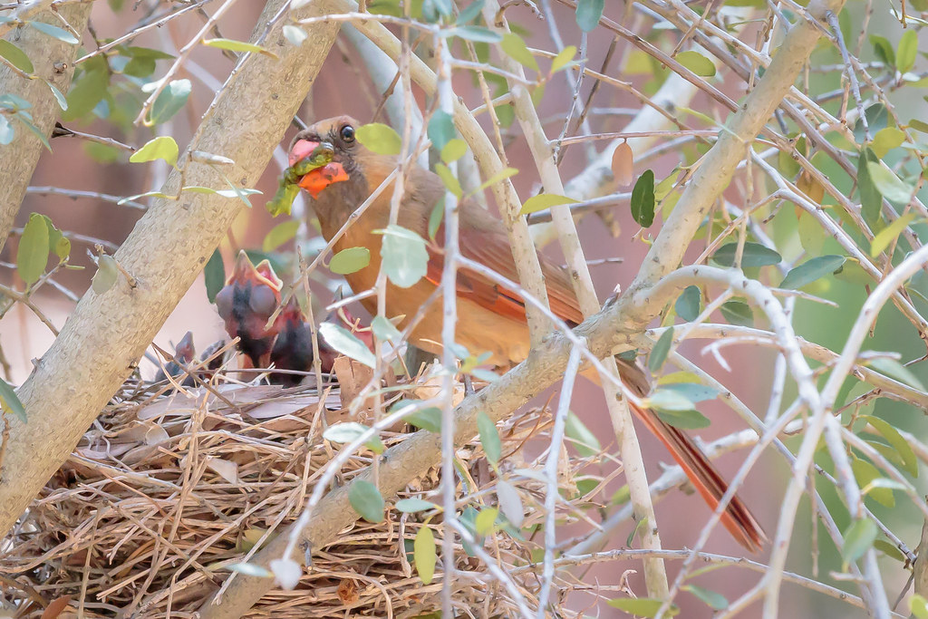 Female Cardinal feeding her young