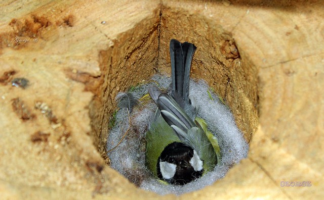 Female great tit (Parus major) incubating inside a nest