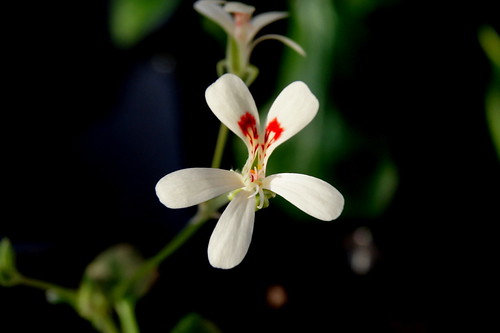 Pelargonium aestivale, grown from seed | by Elena Ioganson