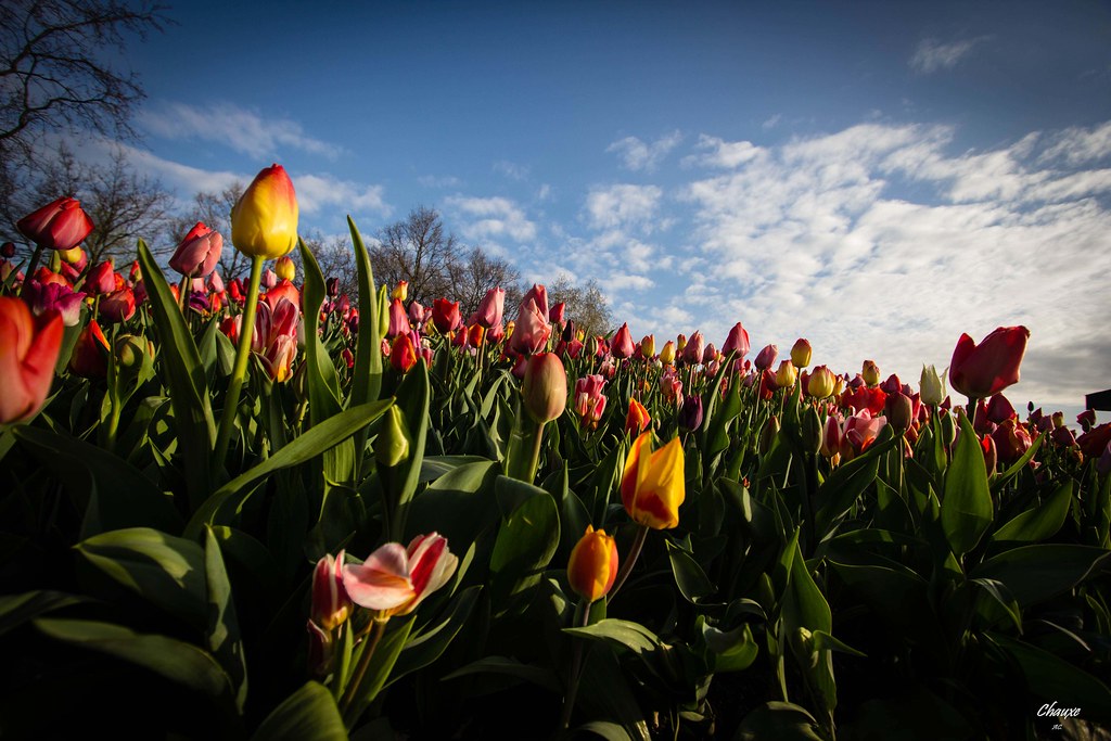 Tulips Sea | Aurélie | Flickr