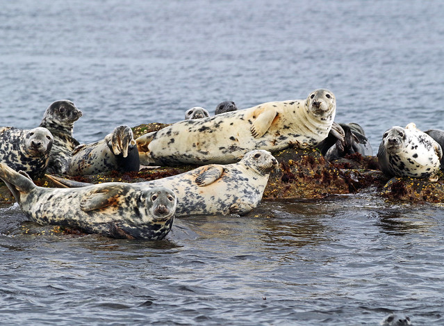 Grey Seals on the Isle of May