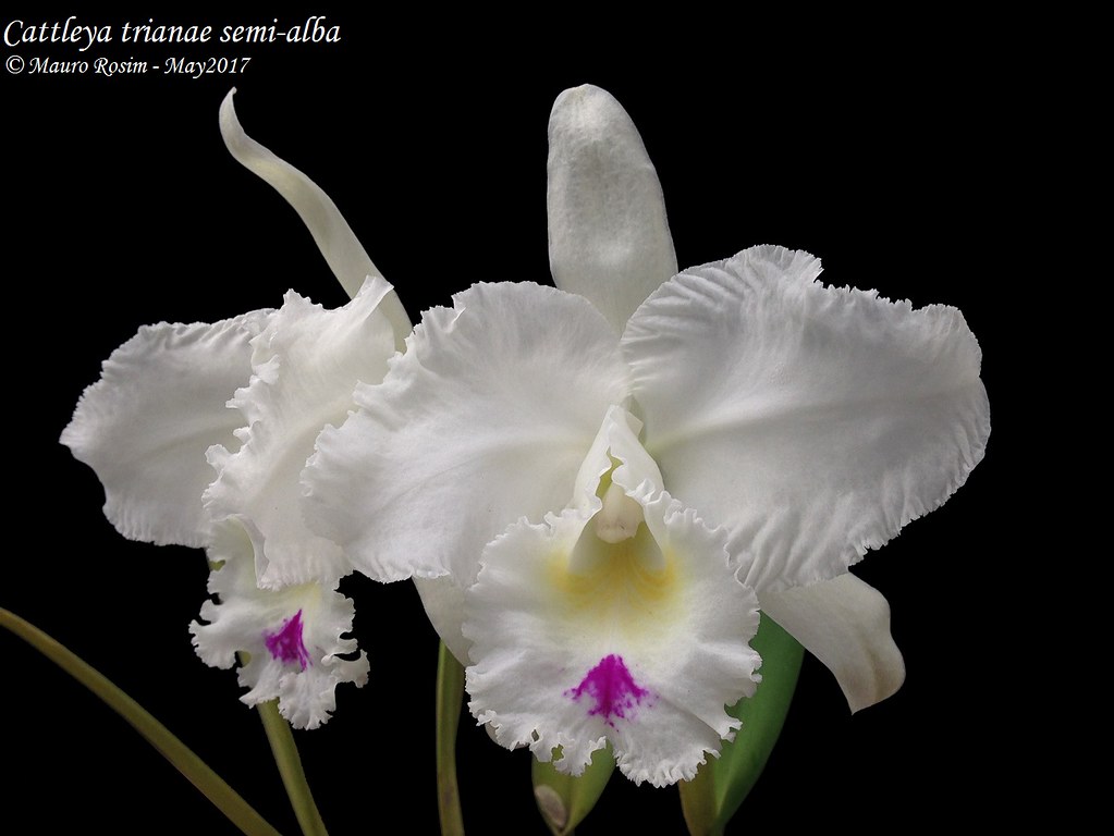 Cattleya trianae semi-alba | Mauro Rosim | Flickr