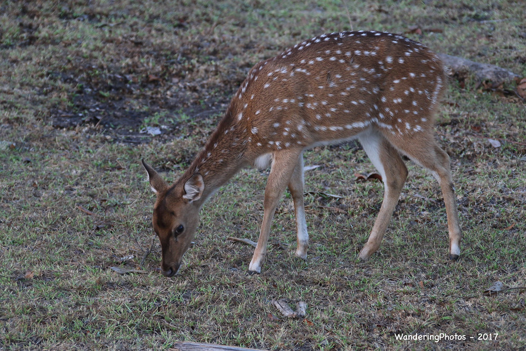 Spotted Deer - Bandipar National Park - Tamil Nadu India | Flickr