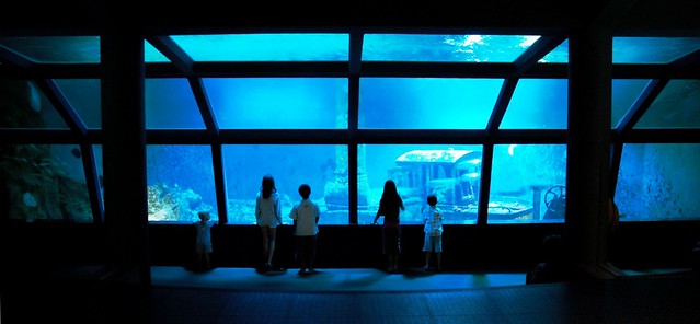 Proviviers-Aquarium-Musees-grand-volume-vitre-baleine