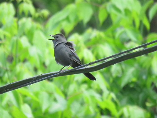 Gray Catbird | by plantmandrew