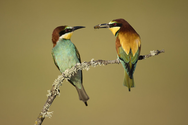 Bee Eater Food Pass