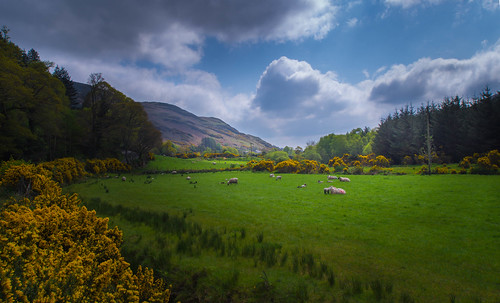 wicklow ireland may sunshine sheep lambs