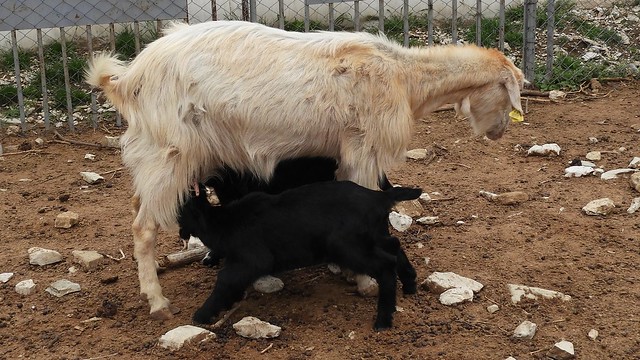 Turkey (Antalya-Ormana) Black twins of white goat