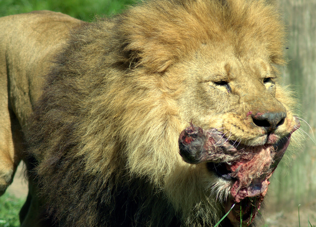 Feeding the Lion