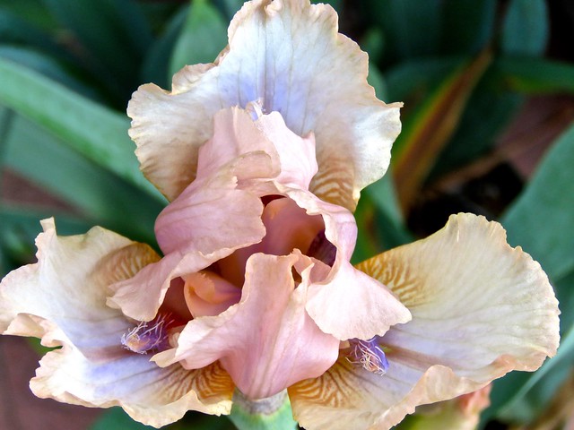 New Pink Iris Just Opened <> IMG_0614 - Version 2