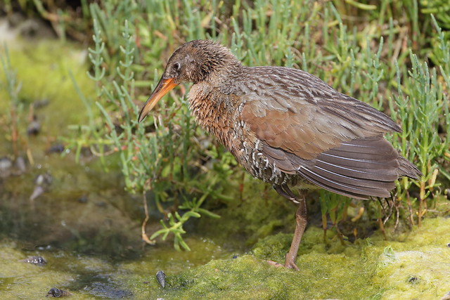 1DX19781 View Large. One more Juvenile Ridgway's Rail formally known as Light-footed Clapper Rail. Very rare.