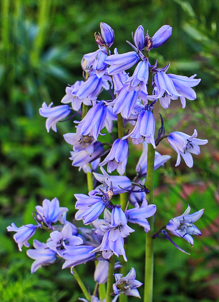 Vivid Bluebell Detail Stanley Sagov Flickr vivid-bluebell-detail-stanley-sagov-flickr