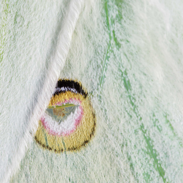 Luna Moth eye spot
