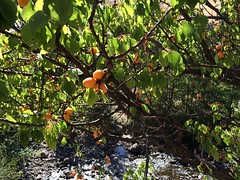 Homestead apricots