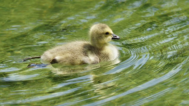 Juvenile bird (3) : goose swimming on a lake