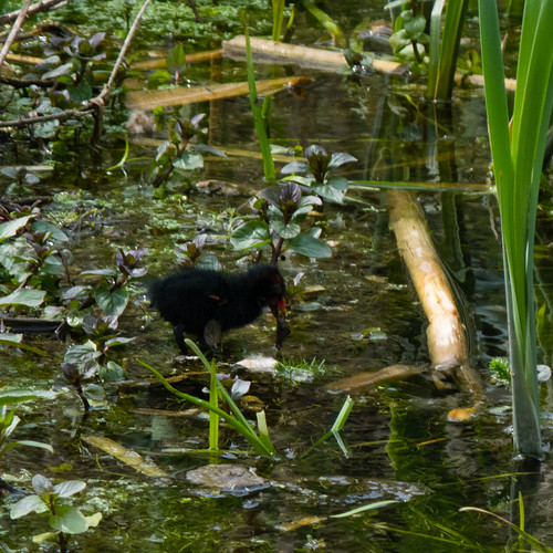 Moorhen and young chicks set, Compton Park pool