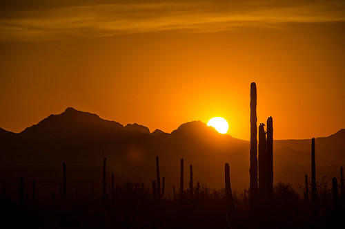 saguaronationalpark saguaro cactus cacti sonora sonoran desert west rincon mountain district az sun sunset golden hour sky skies nikond7000 nikon18200mmf3556g nationalpark national park arizona signalhill signal hill