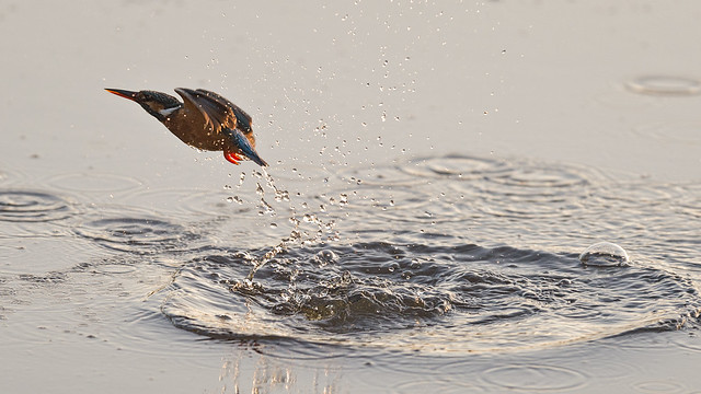 Kingfisher splash_3