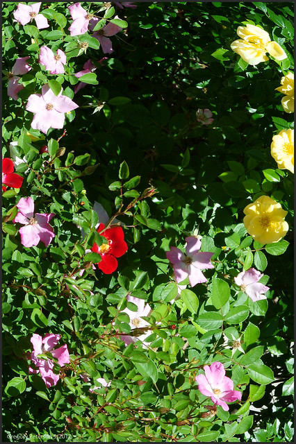 A Void in the Rose Garden
