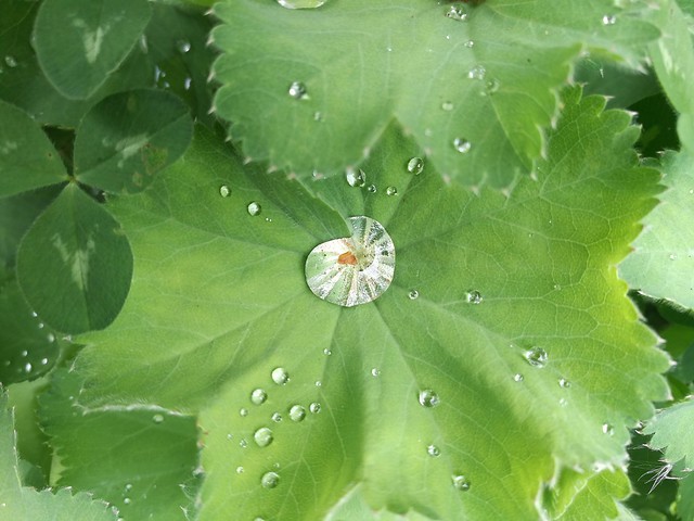 escargot de pluie - crystal snail