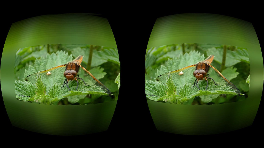 Scarce Chaser 3d view for VR headset