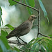 Flickr photo 'Brown-headed Cowbird (Molothrus ater)' by: Mary Keim.