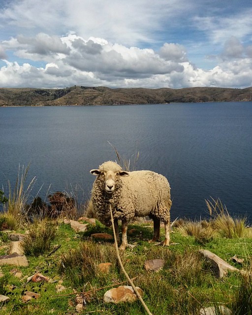 A lone sheep hanging our 4000 meters above sea level at the top of Isla Del Sol (island of the sun) in the middle of Lake Titicaca, Bolivia. Sheep and donkeys are some of the only animals you'll find amongst the farming communities you'll find here - both