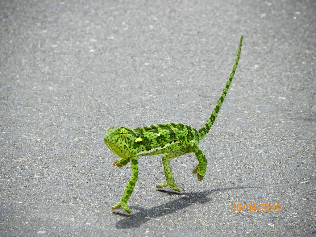 Verkleurmannetjie / Chameleon | Kruger National Park. | Flickr