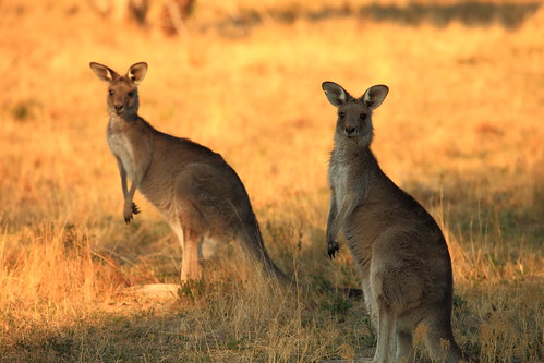 weddinmountainsnationalpark kangaroo australia evening fauna nature animals marsupial newsouthwales