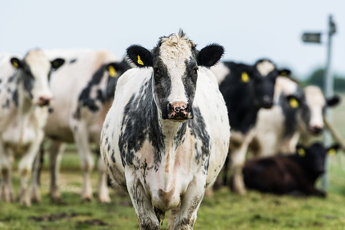 england frampton framptonmarshrspb lincolnshire uk animal cows