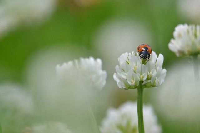 White clover with a ladybug