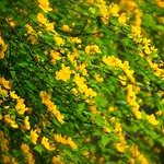ヤマブキ Kerria japonica