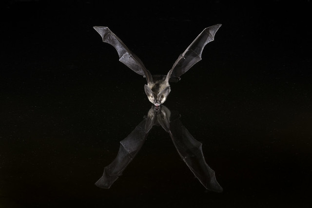 Bat and Reflection