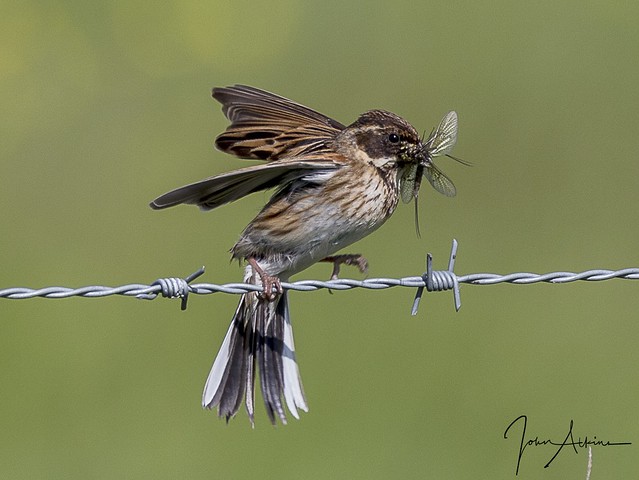 Female Reed Bunting with food for young. 21/05/17