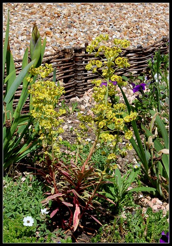 Euphorbia x martinii (amygdaloides x characias) - Page 2 34447352002_46f0b8c8ee