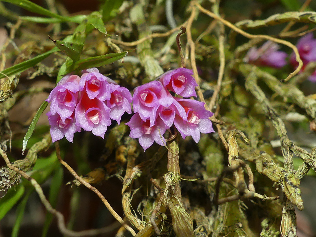 Kết quả hình ảnh cho Dendrobium alaticaulinum