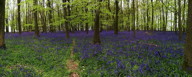 Crawley Wood is still carpeted in wildflowers
