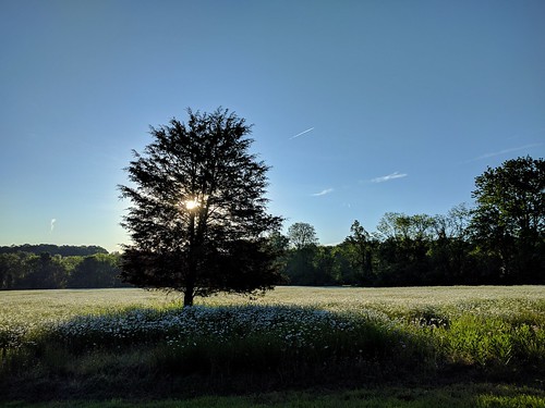 tree beautyinnature scenics morningsky commute landscape