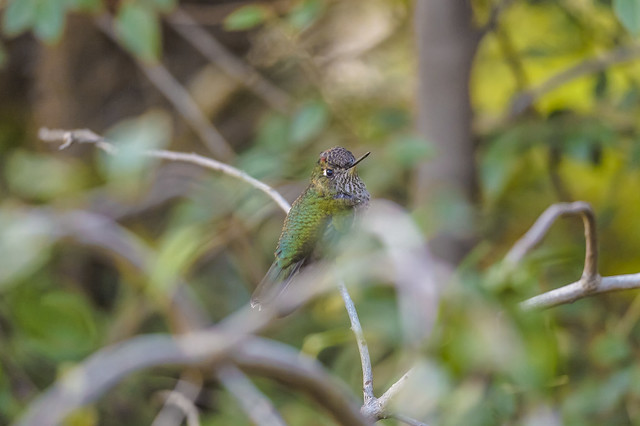 Francis the hummingbird 2/3
