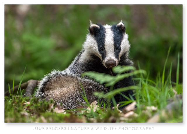 Badger Yoga