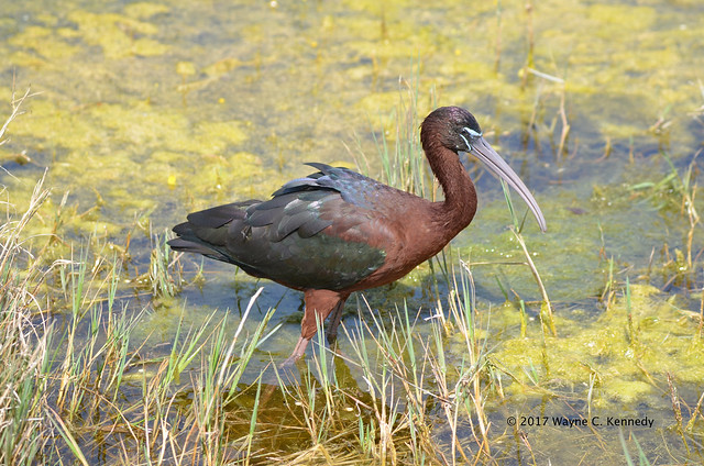 Glossy Ibis in breeding plumage at NLAWD