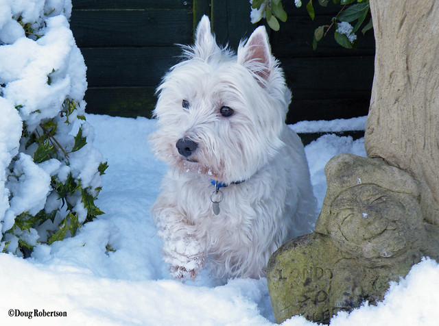 Lottie in the Snow