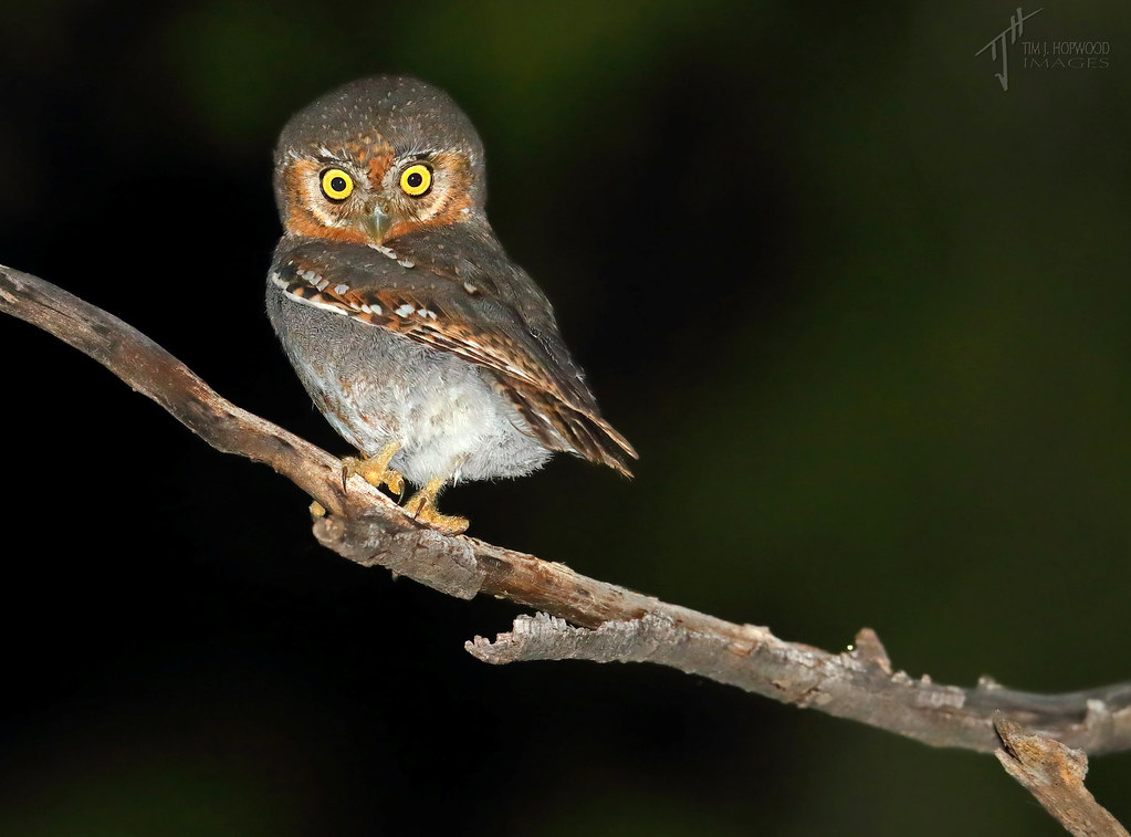 Different Types Of Owls Names And Pictures (United States)
