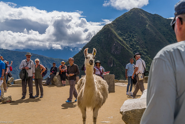 Llama gazes at strange tourist!