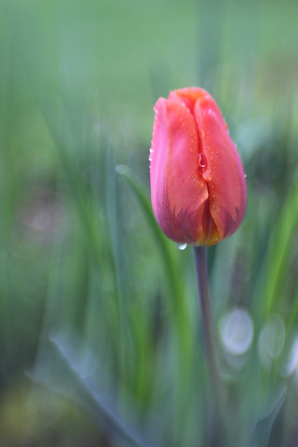 Tulip in the rain...