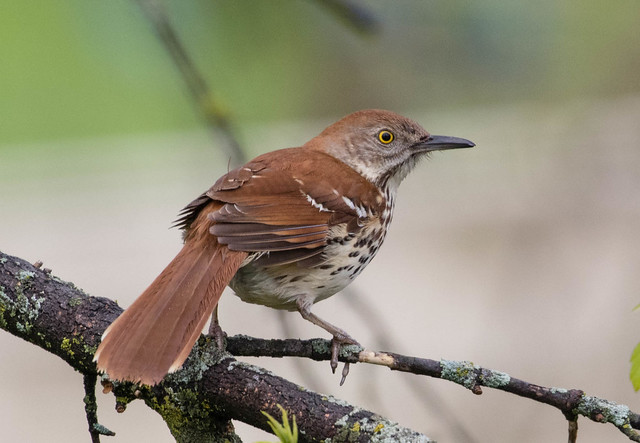 Brown Thrasher