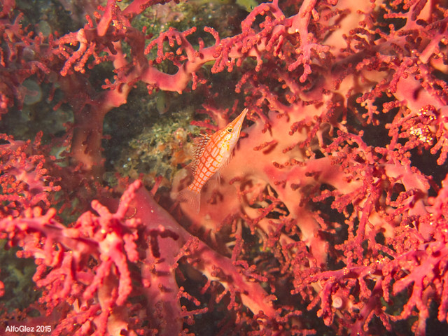 Longnose hawkfish (Sipadan, Malaysia)