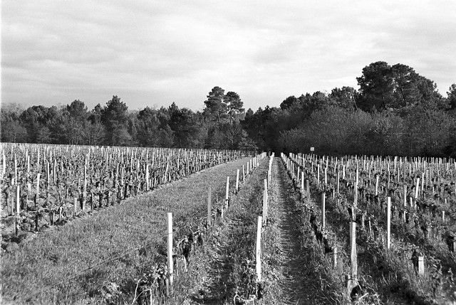 Vignes du Médoc | près de Bordeaux, France
